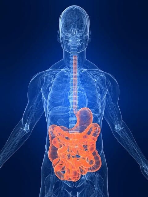 How to Improve Butyrate in Intestine